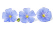 Flax flowers isolated