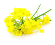 Rapsblüten