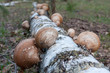 polypore mushrooms on birch stem