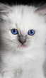 kitten