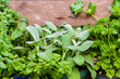 Herbs