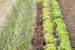 Green plants on a vegetable garden