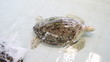 green turtle or Chelonia mydas in pond