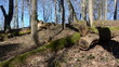 Video: forest dry leaf and fallen old trees forest dry leaf and fallen old trees