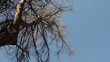 Video: larch branches swings in a blue sky background larch branches swings in a blue sky background