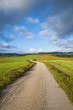 strada sterrata in campagna toscana,Toscana,Italia