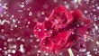 Blossom red flower under raindrops on green background