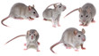 grey rat collection