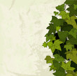 Vector: Green leaves background Green leaves background