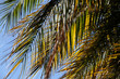 Palm trees autumn foliage.