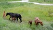 Caballos y potros pastando en el campo
