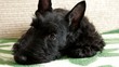 Scottish terrier puppy on the couch