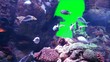 aquarium life with green screen