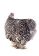 orpington chicken