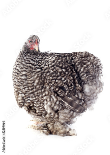 Photo: orpington chicken orpington chicken