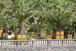 Foto: Palmengarten Bad Pyrmont Palmengarten Bad Pyrmont