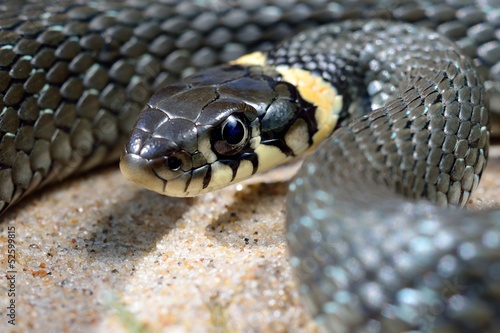 Photo: grass snake close-up grass snake close-up