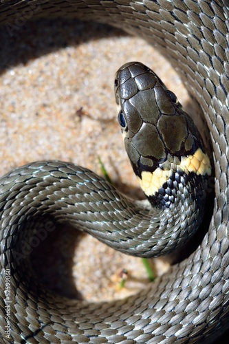Photo: grass snake close-up grass snake close-up