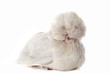 dutch bantam