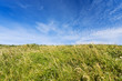 spicate grass