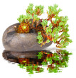 Bonsai Hauswurz Wasserspiegelung