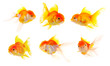 Gold fish. Isolation on the white