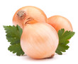Onion vegetable bulb and parsley leaves still life