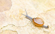 Thai snail