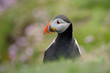 Atlantic Puffin portrait in green grass