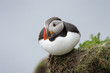 Atlantic Puffin perched on a cliff