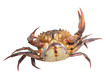 crab isolated on white background