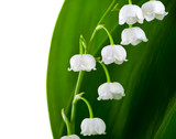 Lily-of-the-valley