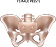 Female pelvis