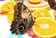 Owl moth feeding