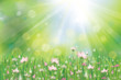 Vector of pink flowers on  sunny background.