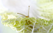 Snail