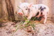 Close-up of a cute muddy piglet running around outdoors on the f