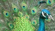 Peacock closeup