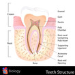 Human Teeth Structure