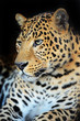 Photo: Leopard portrait Leopard portrait
