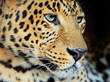 Photo: Leopard portrait Leopard portrait