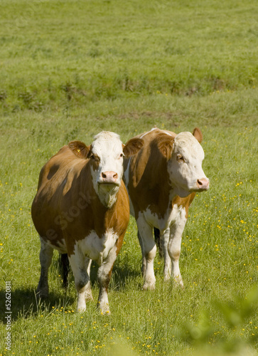 Photo: Healthy cattle livestock, Idyllic Rural, UK. Healthy cattle livestock, Idyllic Rural, UK.