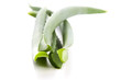 Photo: Aloe vera - herbal medicine Aloe vera - herbal medicine