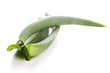 Photo: Aloe vera - herbal medicine Aloe vera - herbal medicine