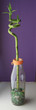 Green Plant in the Pot