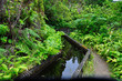Levada