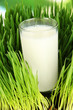 Foto: Glass of milk standing on grass close up Glass of milk standing on grass close up