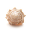 sea snail