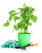 Pepper seedlings with garden tools isolated on white
