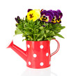 Beautiful pansies flowers isolated on a white
